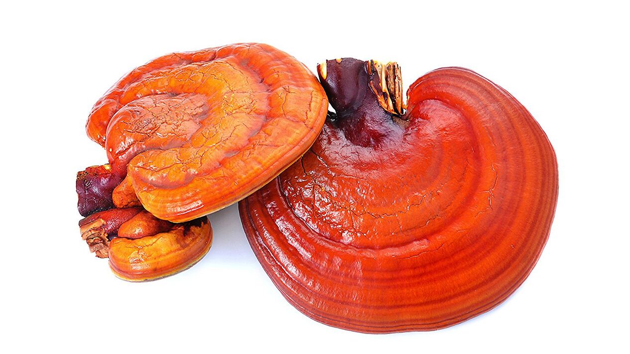 Reishi fungal extract in Magatoa